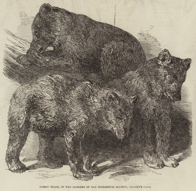 Ours gris, dans les jardins de la Société zoologique, Regent