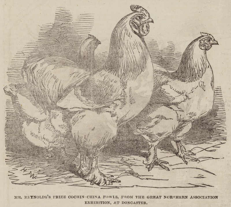 Les Poules Cochin-China Primées de M. Reynolds, de l