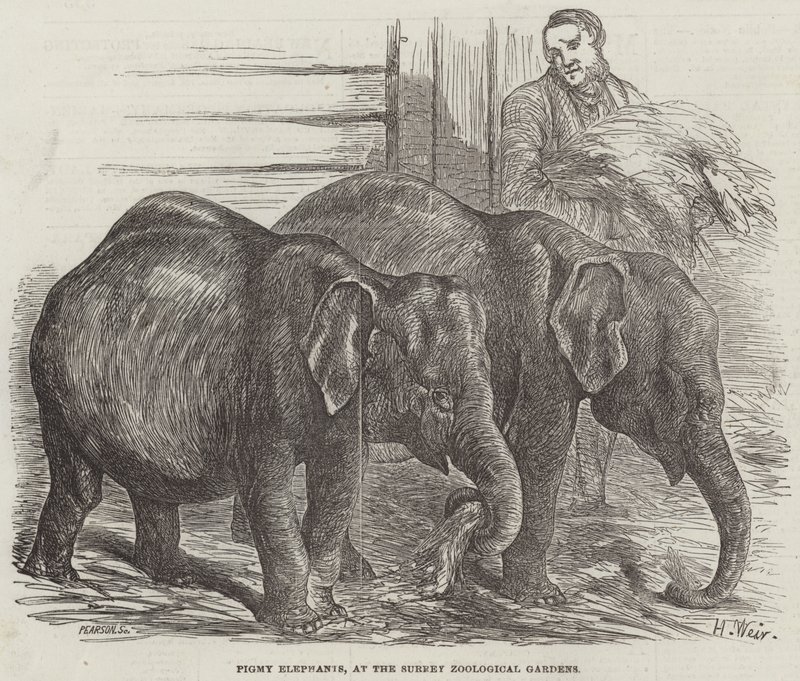 Éléphants pygmées, aux jardins zoologiques de Surrey - Harrison William Weir