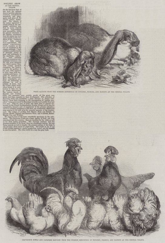 Exposition de volaille au Crystal Palace - Harrison William Weir
