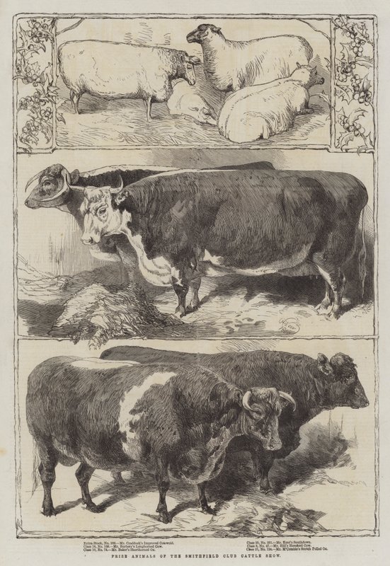 Animaux primés du Smithfield Club Cattle Show - Harrison William Weir