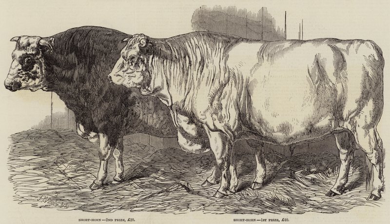 Bétail primé au salon de la Royal Agricultural Society à Norwich - Harrison William Weir