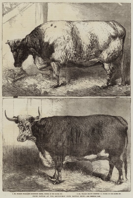 Bétail primé au Smithfield Club Cattle Show - Harrison William Weir
