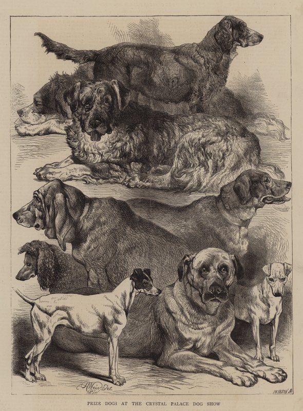 Chiens Primés à l