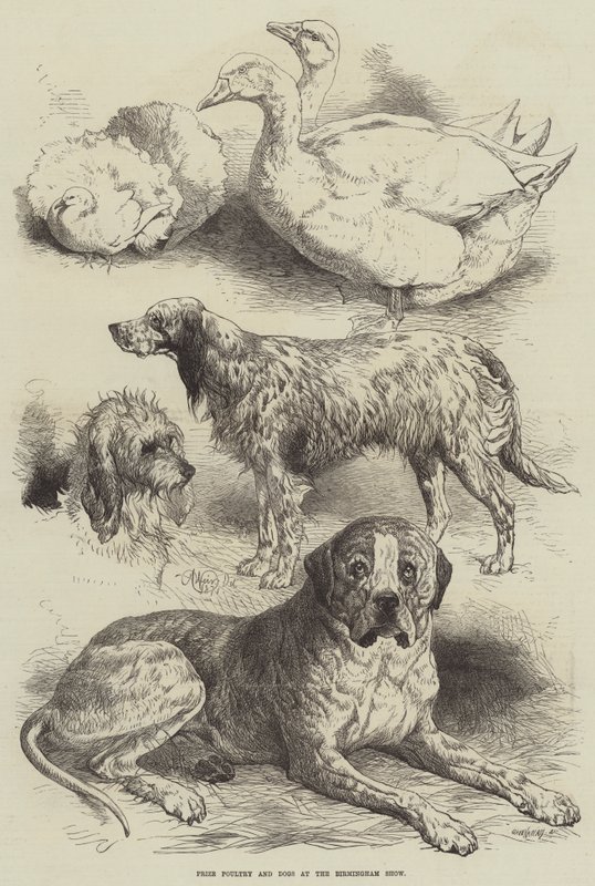 Volaille et chiens primés à l
