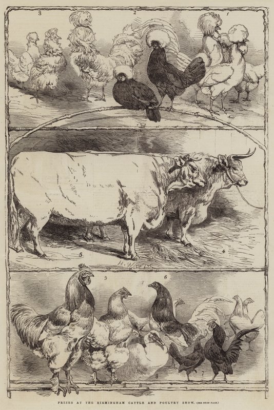 Prix au Birmingham Cattle and Poultry Show - Harrison William Weir