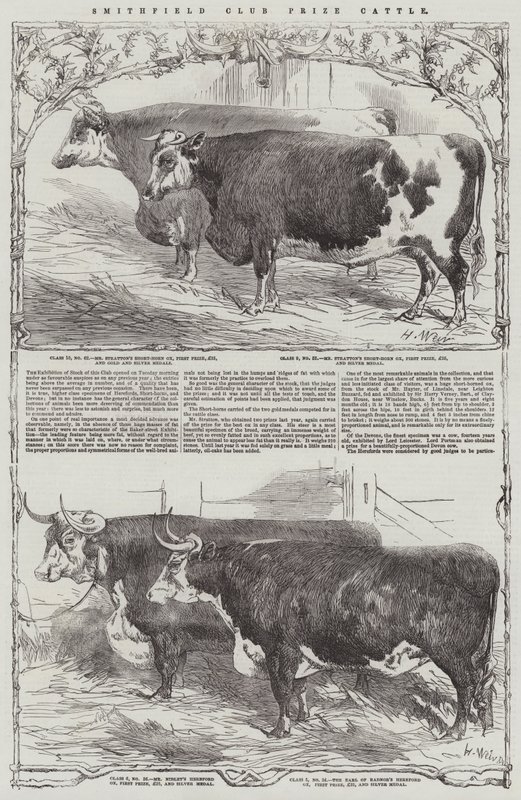 Bétail Primé du Club de Smithfield - Harrison William Weir