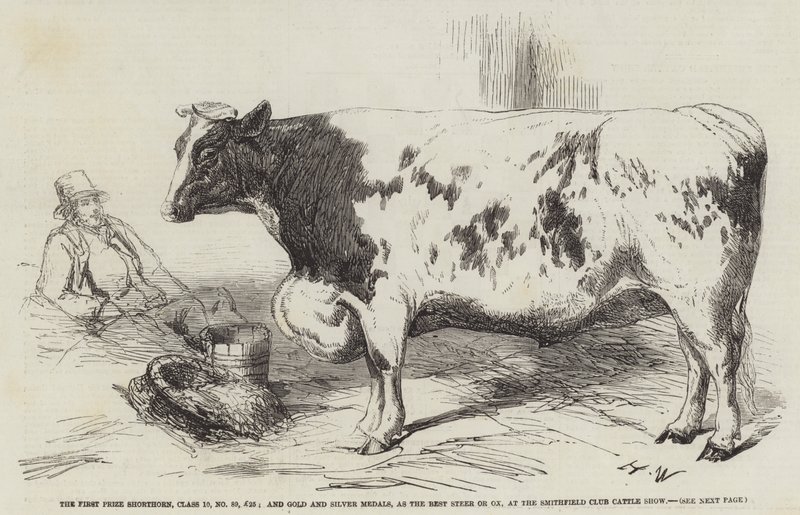 Le premier prix Shorthorn, classe 10, n° 89, £25; et médailles d
