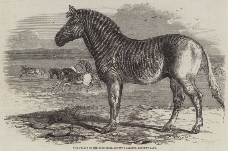 Le Quagga dans les jardins de la Société zoologique, Regent