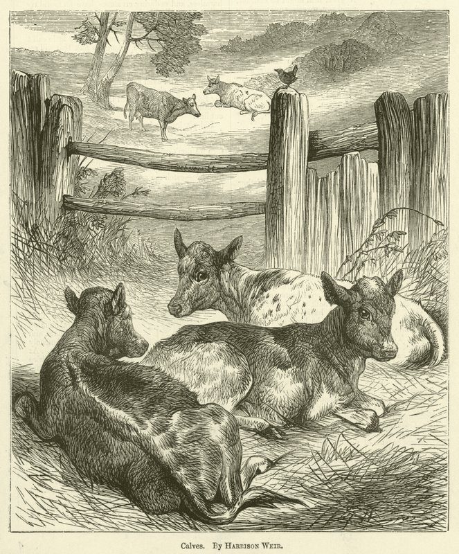 Veaux - Harrison William Weir