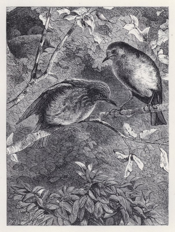 Apprendre à voler (gravure) - Harrison William Weir