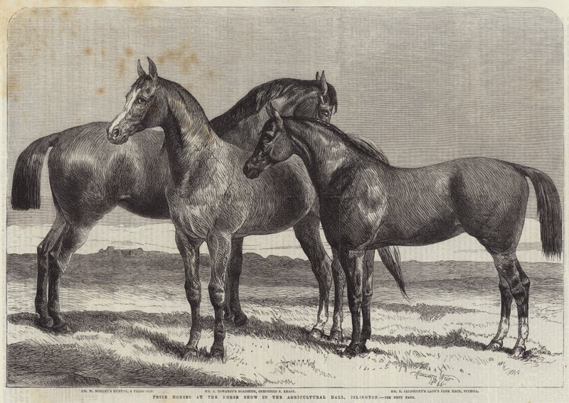 Chevaux primés au salon du cheval à l