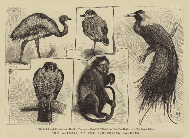 Nouveaux Animaux aux Jardins Zoologiques - Harry Hamilton Johnston