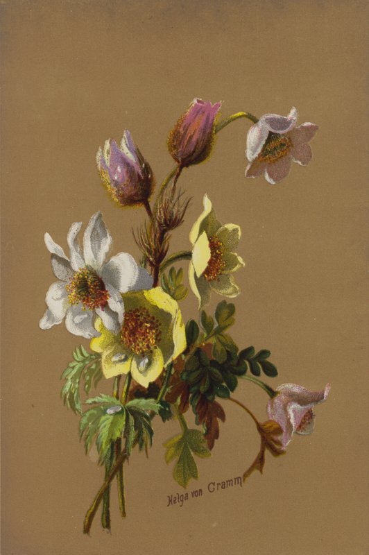 Rayon de soleil et goutte de rosée - Helga von Cramm
