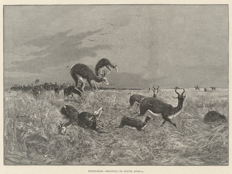 Chasse au springbok en Afrique du Sud - Henry Charles Seppings Wright