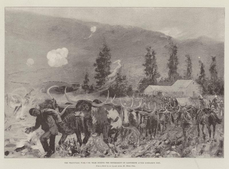 La guerre du Transvaal, équipe de bœufs pendant la retraite sur Ladysmith après Kop de Lombard - Henry Charles Seppings Wright