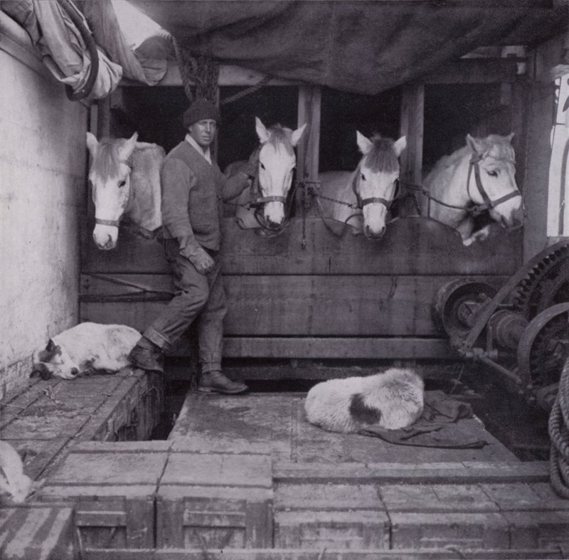 Capitaine Oates avec des poneys et des chiens en mer - Herbert Ponting