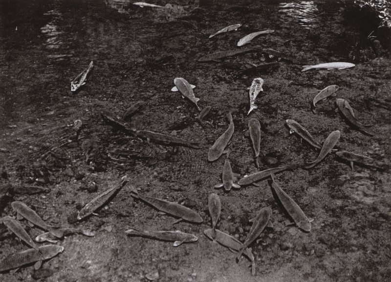 Carpes dans le lac à Kumamoto - Herbert Ponting