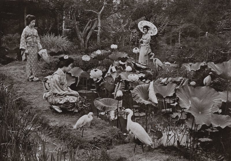 Dans un jardin de lotus - Herbert Ponting