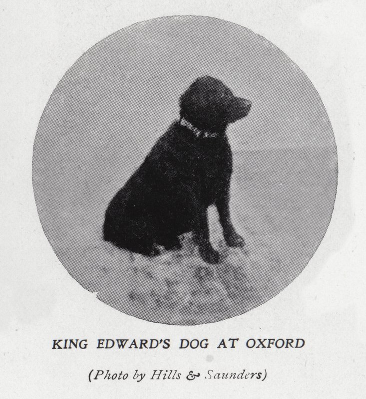 Le chien du roi Édouard VII à l