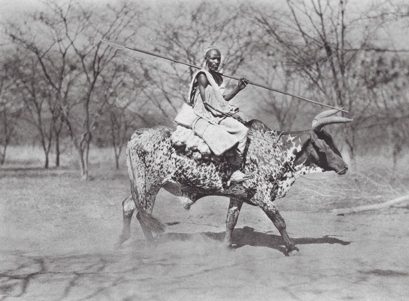 Afrique : Cavalier de bœuf Aulad Hamid - Hugo Adolf Bernatzik