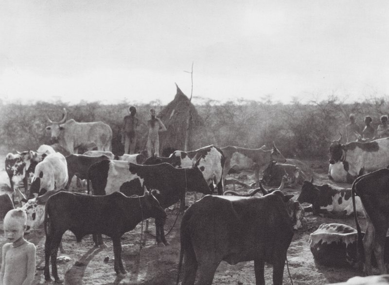 Afrique : Enclos à bétail sur la rive du Bahr el Zeraf - Hugo Adolf Bernatzik