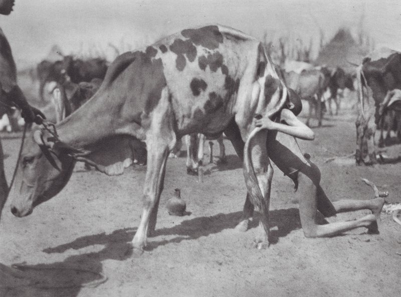 Afrique : Dinka du Nord soufflant une vache - Hugo Adolf Bernatzik