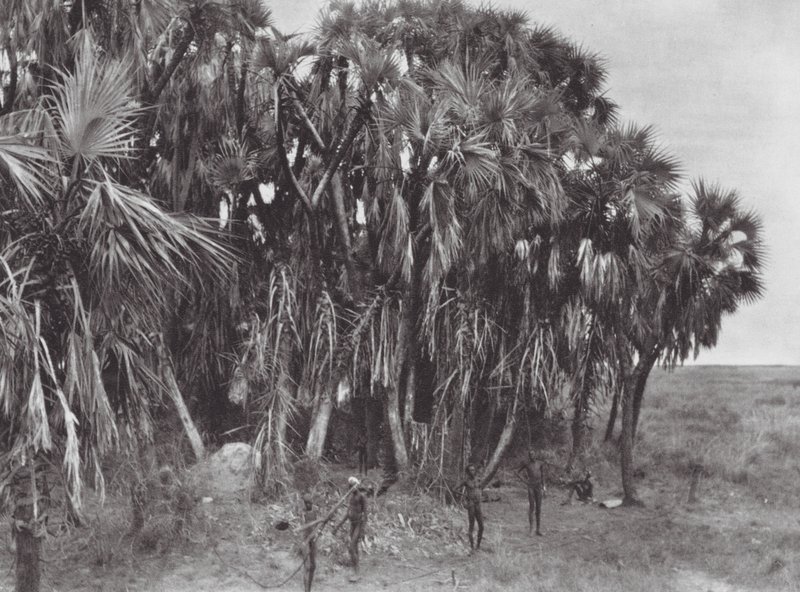 Afrique : Chasseurs Nuer dans un bois de palmiers - Hugo Adolf Bernatzik
