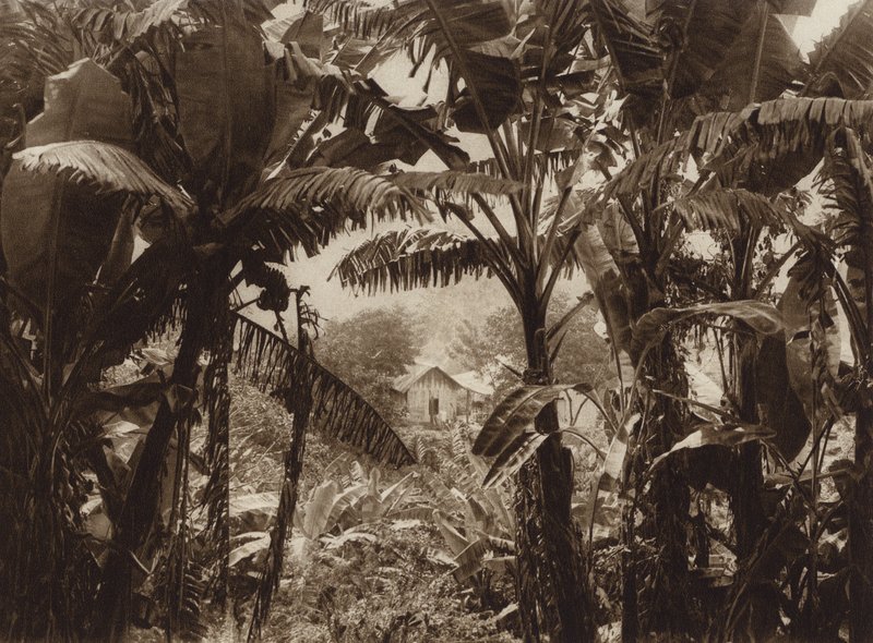 Mexique : Atoyac, Bananos (photo n/b) - Hugo Brehme