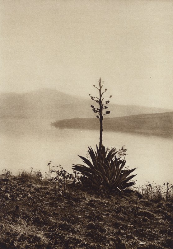 Mexique : rivage du lac Chapala avec des agaves en fleurs (photo n/b) - Hugo Brehme