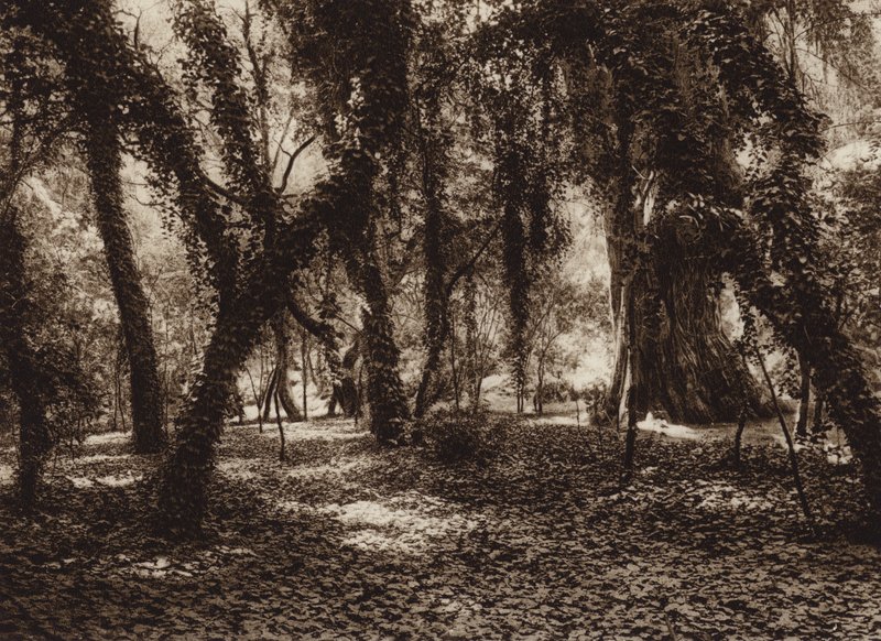 Mexique : endroit idyllique dans le parc de Chapultepec (photo n/b) - Hugo Brehme
