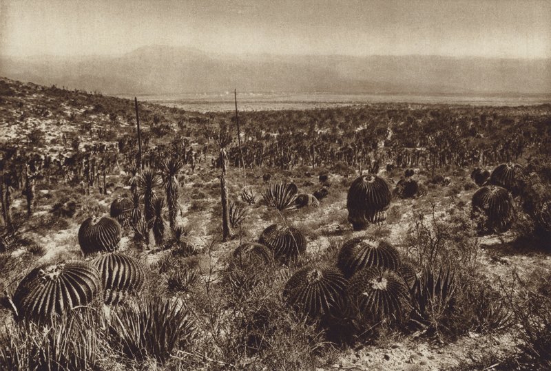 Mexique : Sierra de Tehuacan, Dans la partie avant "Echinocactus grandis" (photo n/b) - Hugo Brehme