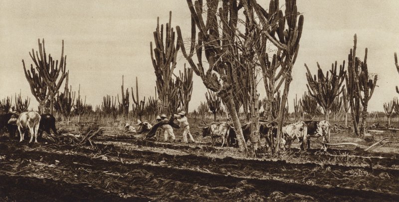 Mexique : Travail de terrain, Etat de Sinaloa (photo n/b) - Hugo Brehme