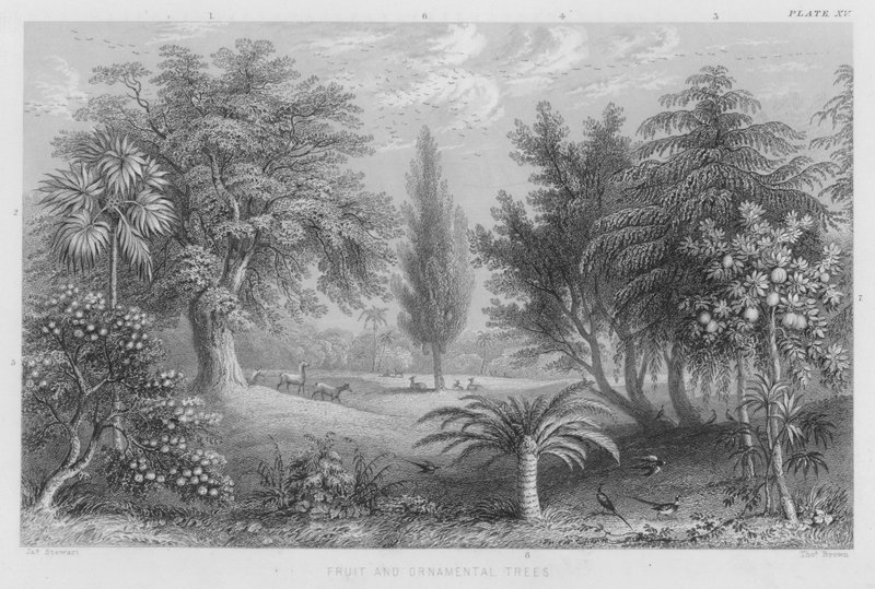 Arbres fruitiers et ornementaux - J. (after) Stewart
