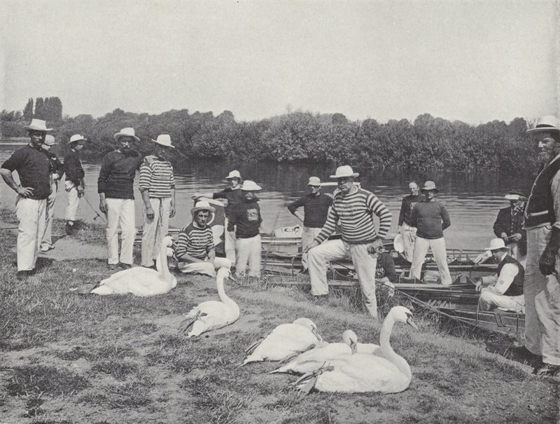Swan upping sur la Tamise, examen des vieux oiseaux - J. Benjamin Stone