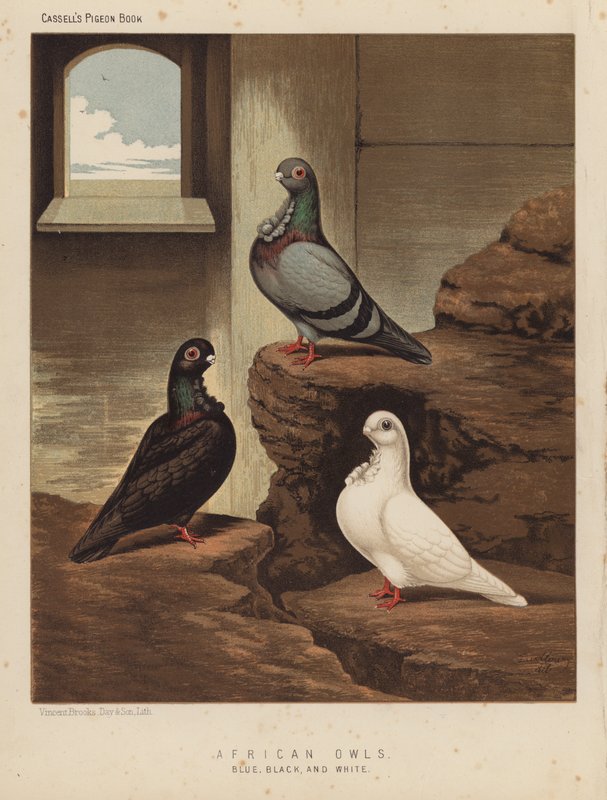 Pigeons : Hiboux africains, bleu, noir et blanc - J. W. (after) Ludlow
