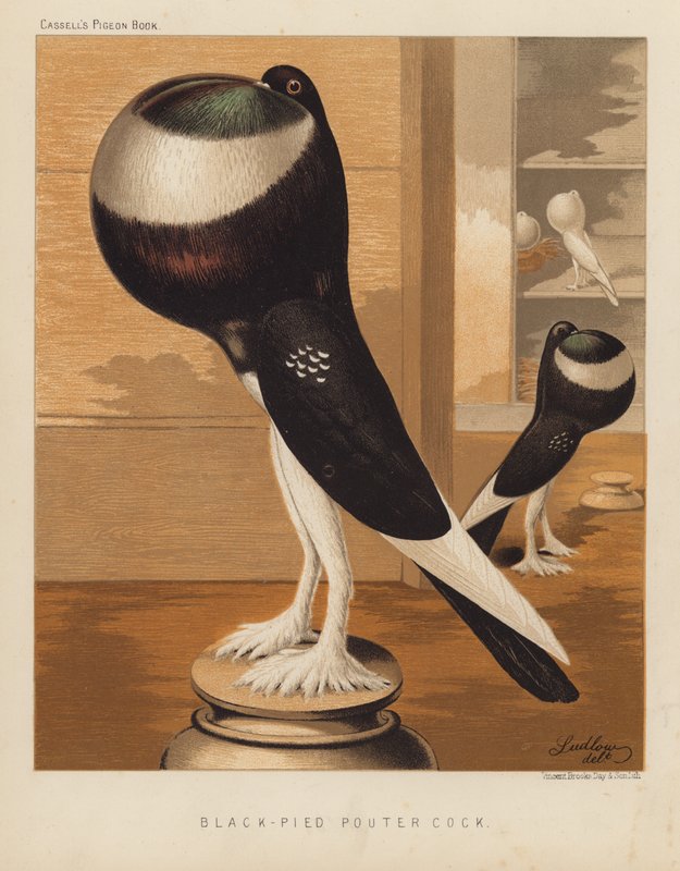 Pigeons : Coq Pouter noir-pied - J. W. (after) Ludlow