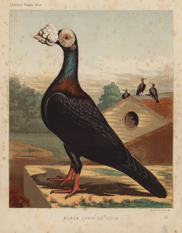 Pigeons: Coq porteur noir - J. W. (after) Ludlow
