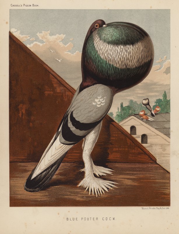 Pigeons: Coq pouter bleu - J. W. (after) Ludlow