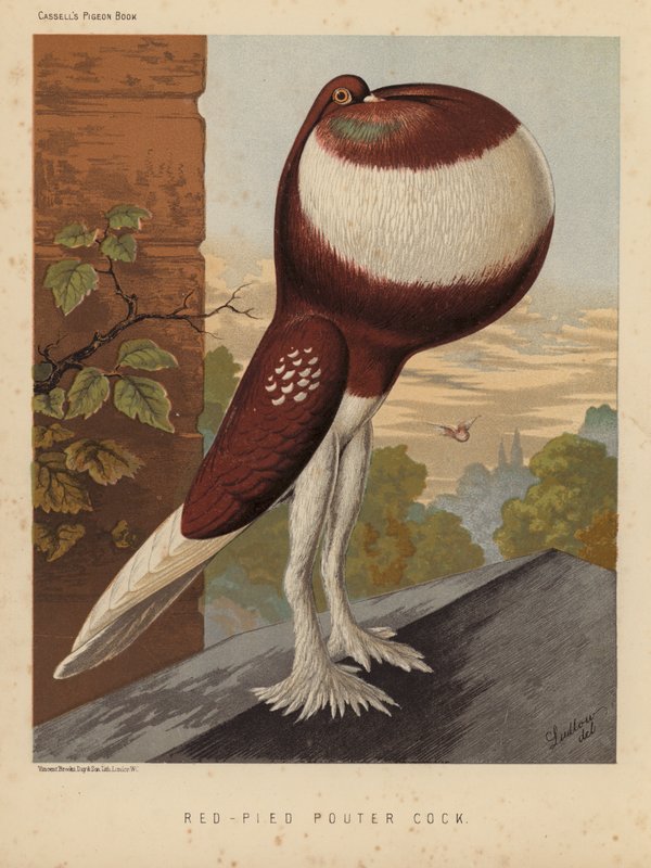 Pigeons : Coq Pouter rouge-pied - J. W. (after) Ludlow