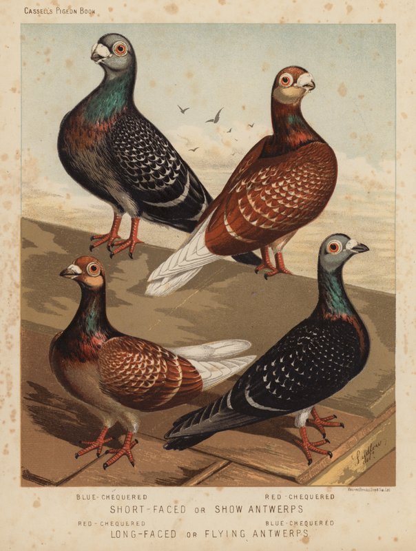 Pigeons : Anvers à face courte ou de spectacle, damier bleu, damier rouge ; Anvers à face longue ou volants, damier rouge, damier bleu - J. W. (after) Ludlow