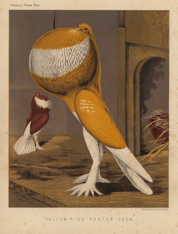 Pigeons : Pouter jaune-pied - J. W. (after) Ludlow
