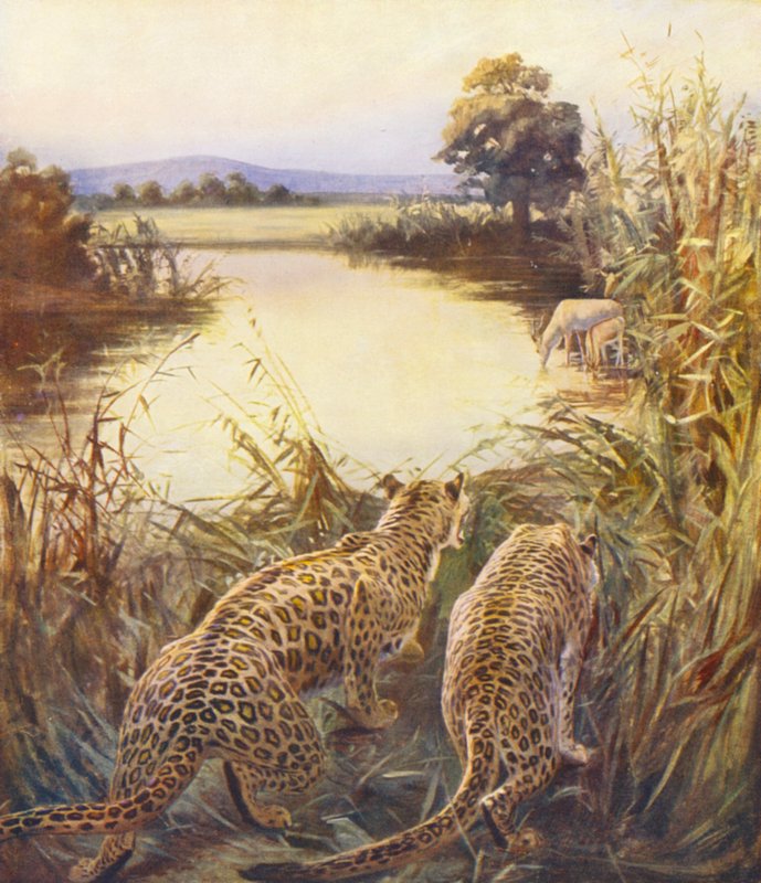 Terre Sainte : Léopards dans "La fierté de la Jordanie" (lithographie en couleur) - James (after) Clark