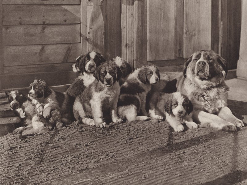 Suisse : Les célèbres chiens Saint-Bernard - Jean Gaberell