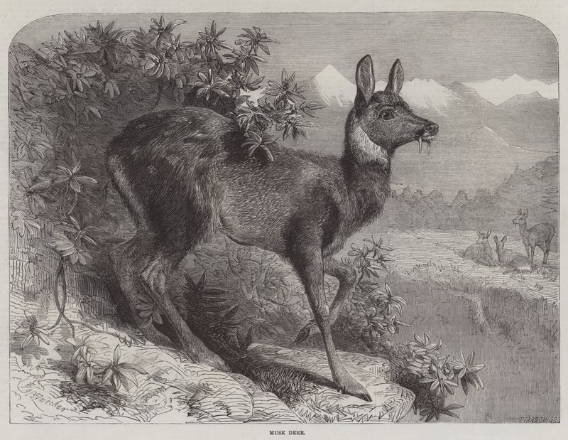 Cerf musqué - Johann Baptist Zwecker