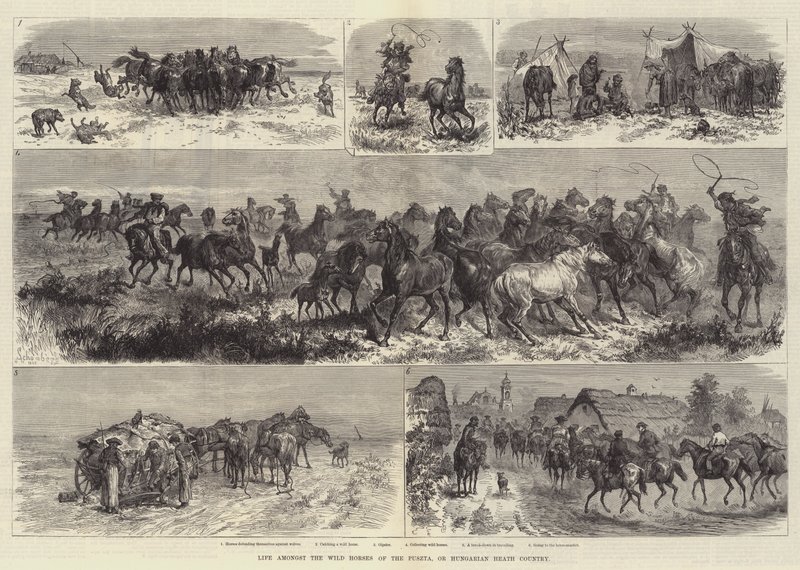 La vie parmi les chevaux sauvages de la Puszta, ou la campagne hongroise - Johann Nepomuk Schonberg