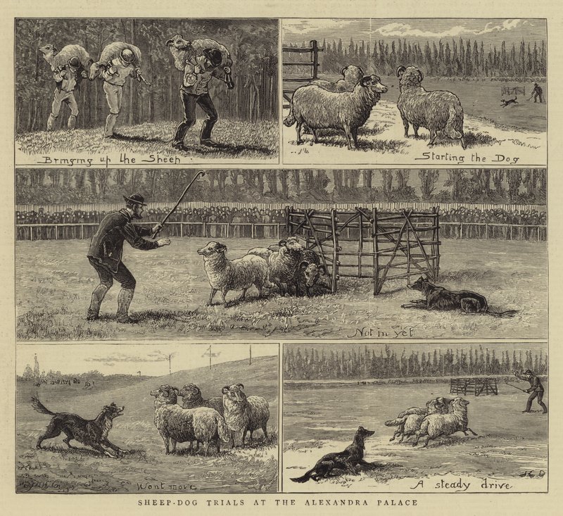 Concours de chiens de berger au Alexandra Palace - John Charles Dollman
