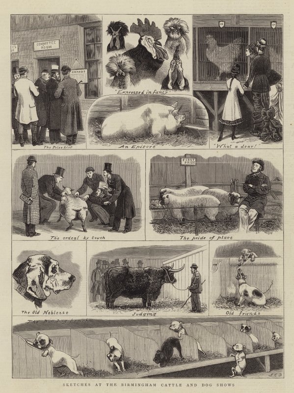 Croquis aux expositions de bovins et de chiens de Birmingham - John Charles Dollman