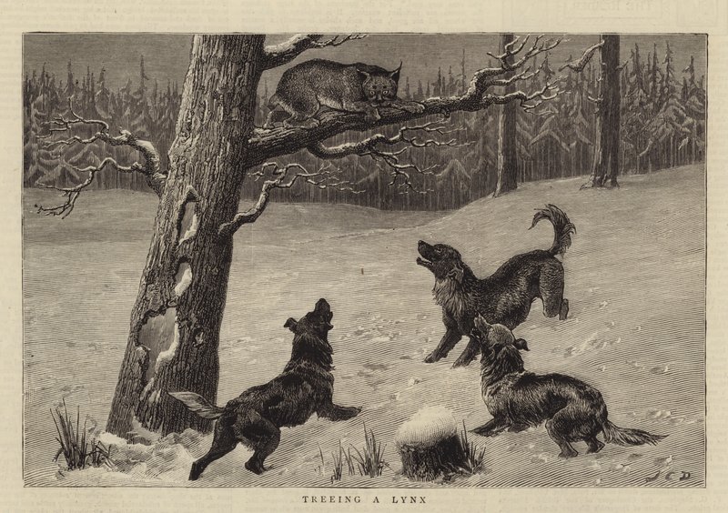 Chasser un Lynx - John Charles Dollman