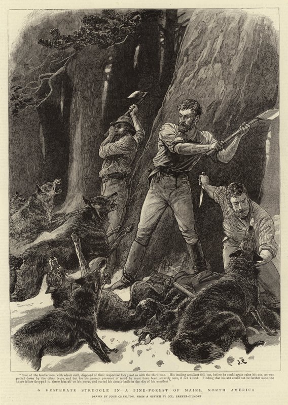 Une lutte désespérée dans une forêt de pins du Maine, Amérique du Nord - John Charlton